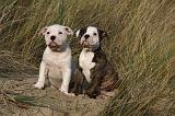 BOULEDOGUE AMERICAIN 182
